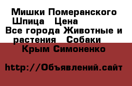 Мишки Померанского Шпица › Цена ­ 60 000 - Все города Животные и растения » Собаки   . Крым,Симоненко